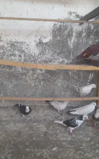 کفتر یجایی ۱۰ تا