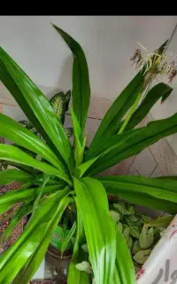 (( حراج گل های غول پیکر تخفیف ویژه میدم پیام بده))