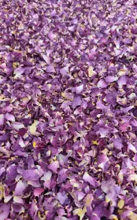 فروش گل خشک محمدی