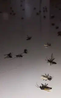 سمپاشی ساس سم پاشی سوسک و رشمیز خدمات