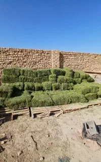 علف اسبس