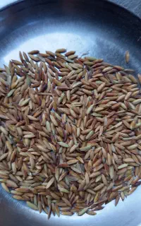 شوشتر شهرک اندیشه