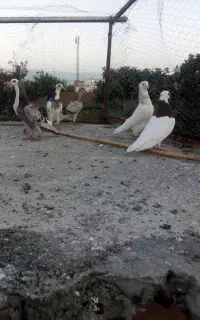 طوقی آجری وسرخ