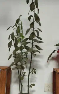 گل و گیاه طبیعی