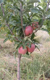 باغ انگوروانواع میوه درحدود۶۰۰متر درارجق
