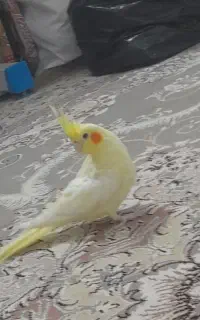 فروش فوق‌العاده عروس هلندی