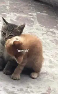 کافینت انلاین