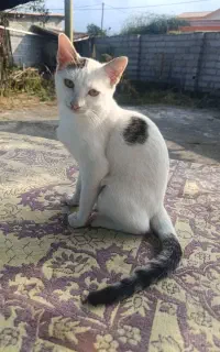 واگذاری رایگان گربه