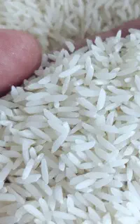 برنج هاشمی