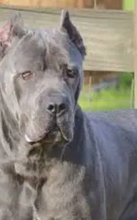 نرهای وارداتی جهت کشش و تولید نسل