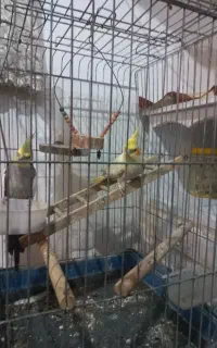 عروس هلندی