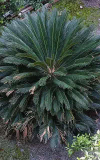 گل سیکاس