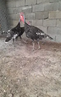 بوقلمون نروماده