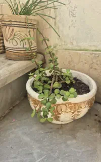 گل با گلدان