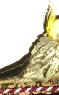 عروس هلندی گلباقالی