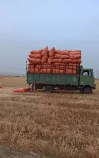 کاه گندم