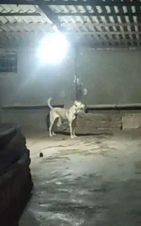 سگ ماده سراب