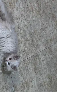 گربه پرشین خونگی