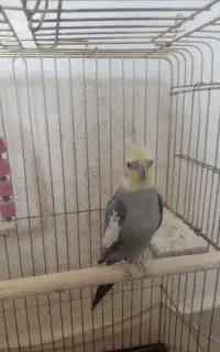 عروس هلندی نر