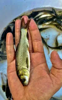 ماهی آمور مناسب پرورش در استخر ذخیره آب کشاورزی