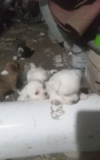 سگ پاکوتاه