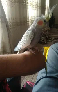 عروس هلندی نر