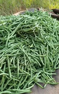 لوبیا سبز تازه
