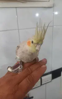 عروس هلندی‌ماده‌زیبا‌کم‌سن