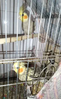 عروس هلندی مولد