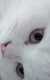 گربه پرشین چشم نقره ای