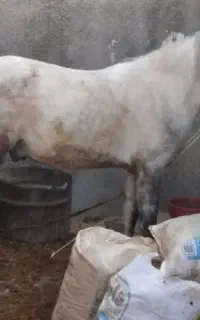 اسب نریان کورد 3سال سواری بشرط سر دم گیری و پر خون