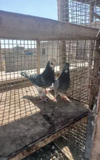 یه جفت کبوتر عالی