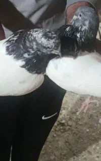 کله دار