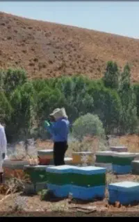 عسل طبیعی