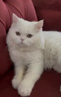 گربه