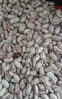 لوبیا چیتی تازه برداشت
