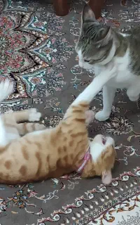 واگذاری رایگان گربه