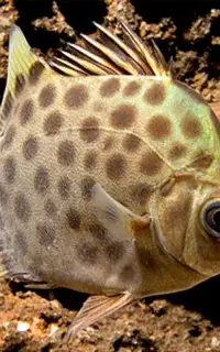 ماهی گرین اسکات