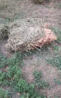 یونجه خالص تازه