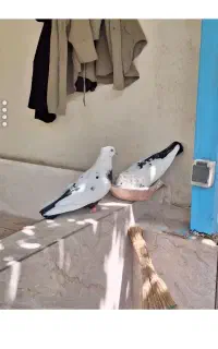 یجفت کبوتر با لونه بسیار شیک