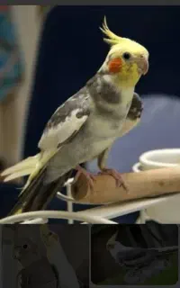 عروس هلندی ابلق سخنگو