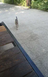 گربه  اهلی ناقلا