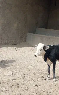 فروش دو راس گوساله نر