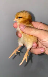 جوجه محلی تخم گذار