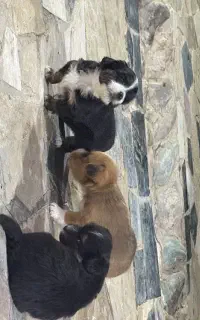 توله پاپی