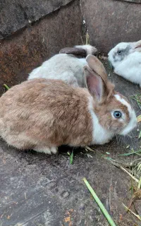 خرگوش بالغ چشم ابی