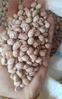 ارزان سرای انواع حبوبات تازه و باکیفیت رضایی