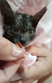 واگزاری بچه گربه