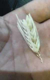 جو محلی پا کوتا یا سیبی ، ،جو ریحان  موجود