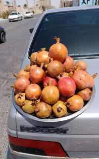 انار درجه یک رسید